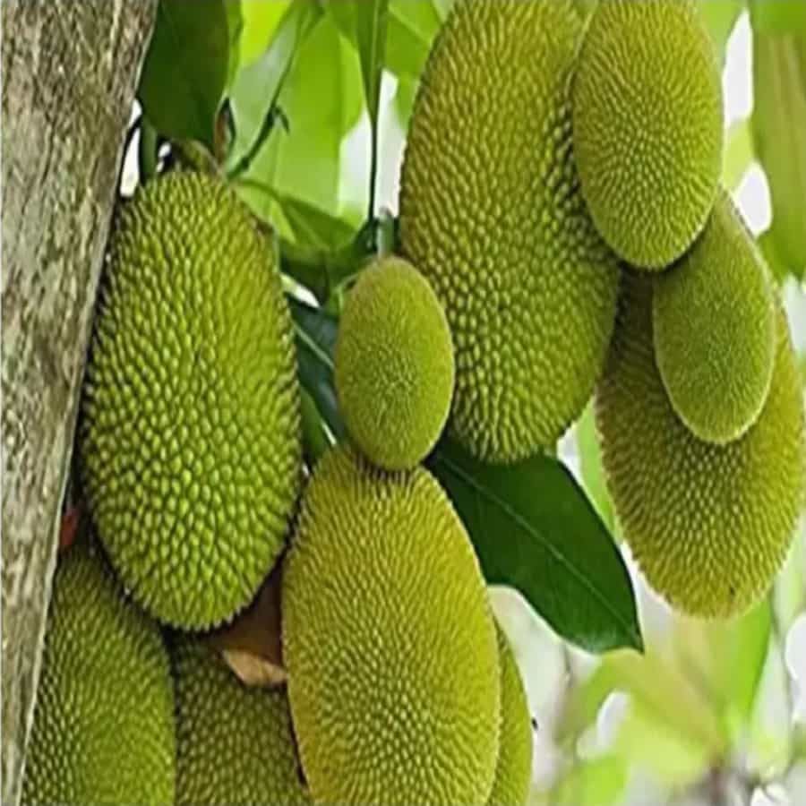 फणस खाणे आपल्या आरोग्यासाठी फायदेशीर आहे. यामध्ये अनेक पोषकतत्त्वे असतात. त्यात कॅल्शियम, नियासिन, पोटॅशियम, लोह, फॉलिक ऍसिड, मॅग्नेशियम आणि जीवनसत्त्वे A, C आणि B6, थायामिन आणि रिबोफ्लेविन सारखे पोषक घटक असतात.