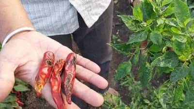 Gadchiroli : ठसका उठण्यापूर्वीच मिरची पिकाला रोगराईने घेरले, कृषितज्ञांचा महत्वपूर्ण सल्ला?