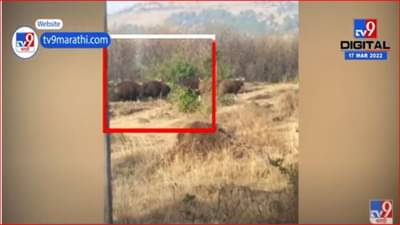 गिरोली घाट परिसरात गव्याच्या कळपाचे दर्शन, नागरिकांमध्ये भीतीचे वातावरण