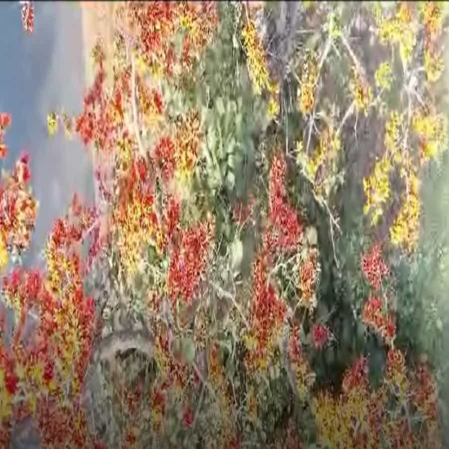 वसंत ऋतू लागताच गोंदियामध्ये पिवळ्या पळसाला फुल यायला सुरूवात झाली आहे. मात्र याअगोदर अनेकांनी वेगवेगळ्या रंगाची पळसाची फुले बघितली असतील पण पिवळ्या रंगाच्या पळसाची बातच न्यारी आहे.