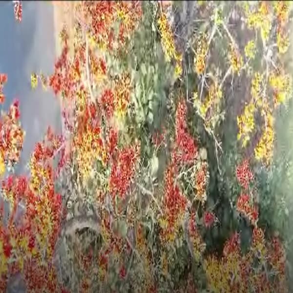 वसंत ऋतू लागताच गोंदियामध्ये पिवळ्या पळसाला फुल यायला सुरूवात झाली आहे. मात्र याअगोदर अनेकांनी वेगवेगळ्या रंगाची पळसाची फुले बघितली असतील पण पिवळ्या रंगाच्या पळसाची बातच न्यारी आहे.