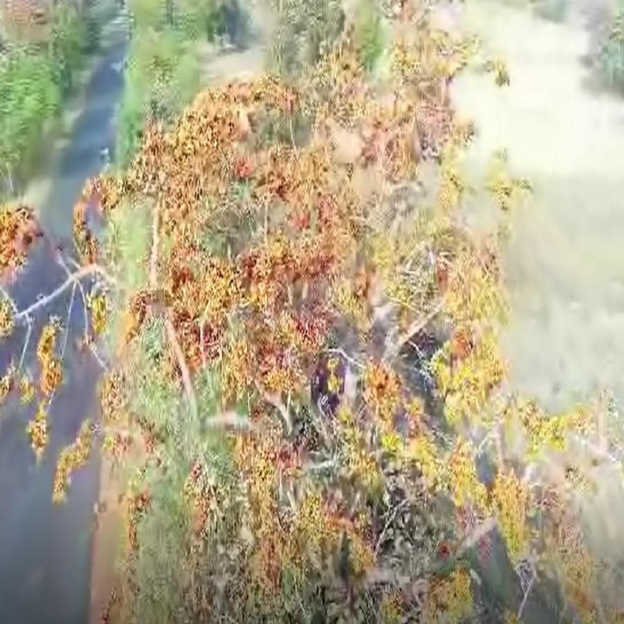 गोंदिया जिल्हामध्ये विविध प्रजातीची दुर्मिळ वृक्षे आपल्याला बघियला मिळतील. याच गोदिंया जिल्हातील ही पळसाची झाडे पाहा. या झाडांवर अगदी मनमोहक आणि विविध रंगाची पळसाची फुल आली आहेत. 