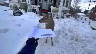 पत्र देण्यासाठी गेली अन् हरिणांनी रोखला मार्ग, मेलवाहकास आला मजेशीर अनुभव; पाहा Video