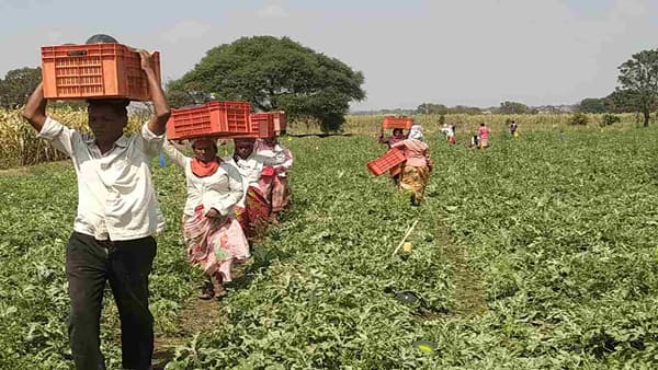 Success Story : बिगर मोसमात कलिंगड लागवडीचे धाडस केले, व्यापारी थेट शेतकऱ्याच्या बांधावर आले