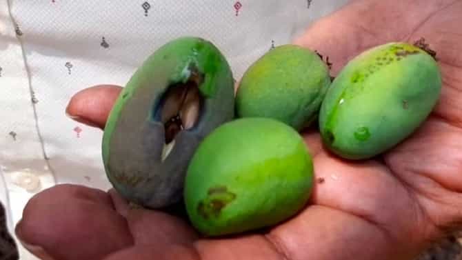 Mango Damage : अगोदर अवकाळी आता वाढतं ऊन, आंबा उत्पादकांची उरली-सुरली आशाही मावळली..!