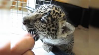 छोट्याशा बिबट्याची डरकाळी ऐकली का? Cute video होतोय Viral