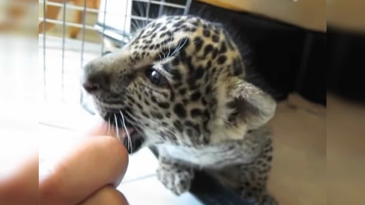 छोट्याशा बिबट्याची डरकाळी ऐकली का? Cute video होतोय Viral