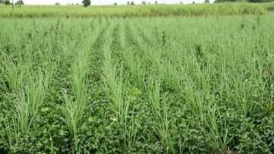 Intercropping : उत्पादन वाढीसाठी कायपण? ऊसतोडणी होताच शेतकऱ्यांची भन्नाट Idea..!