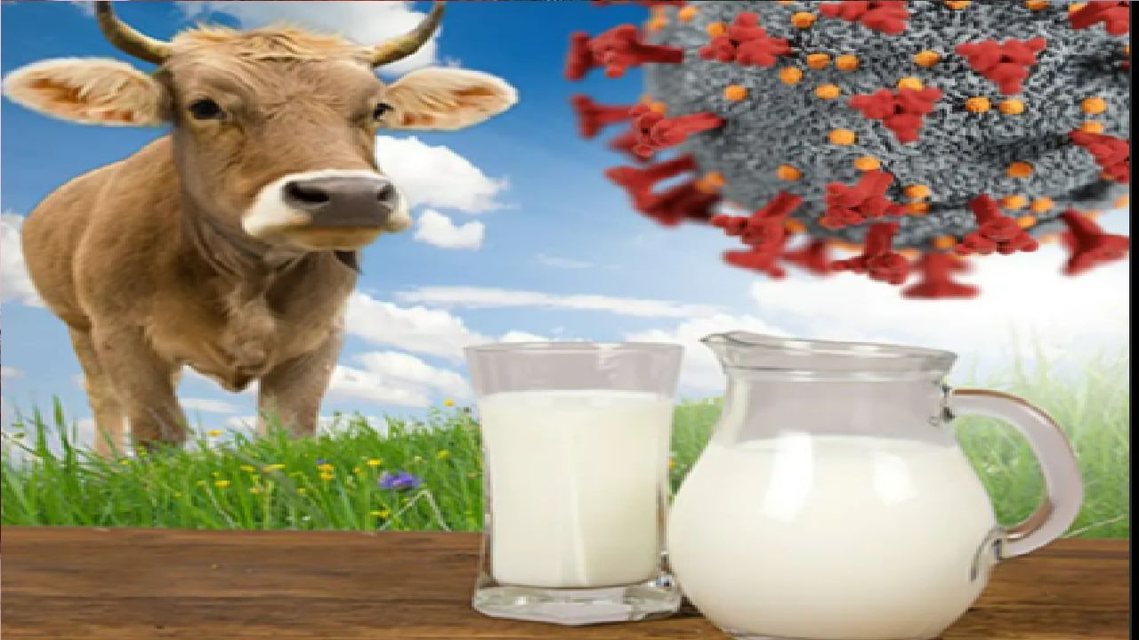 कोरोनाचा संसर्ग आणि व्हायरसला रोखण्यासाठी गायीचं दूध अत्यंत उपयुक्त! नव्या संशोधनानं चकीत करणारी माहिती समोर