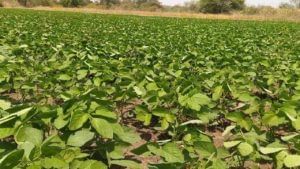 Marathwada : उन्हाळी हंगामातील पिकांवर तिहेरी संकट, उत्पादनात घटणार की शेतकऱ्यांना प्रयत्नांना यश मिळणार