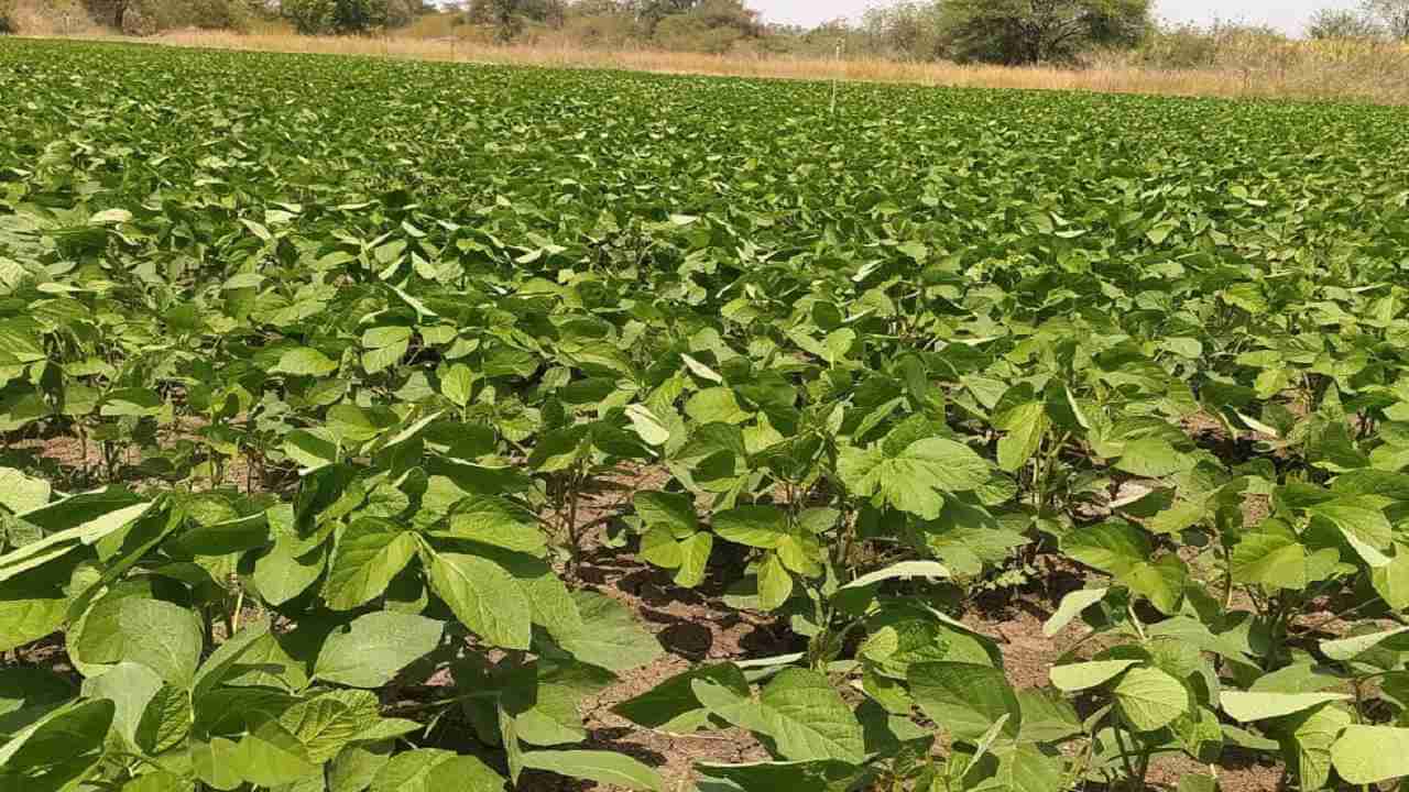 Amravati : सोयाबीन बहरुनही उत्पादन घटण्याचा धोका, हंगामाच्या अंतिम टप्प्यात शेतकरी हवालदिल
