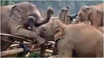 प्रेमाला कोणतंही बंधन नसतं, हेच खरं! आपल्या प्रियजनांना भेटण्यासाठी किती अतूर झाला हत्ती? पाहा Viral video