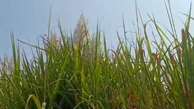 Sugarcane : ऊस उत्पादकांसाठी महत्वाची बातमी, आगामी ऊस गाळप हंगामात काय होणार बदल?