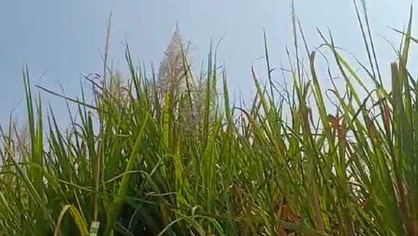Excess Sugarcane: आता शिल्लक उसाला अनुदान..! राज्य सरकारची घोषणा शेतकऱ्यांना प्रतीक्षा अंमलबजावणीची