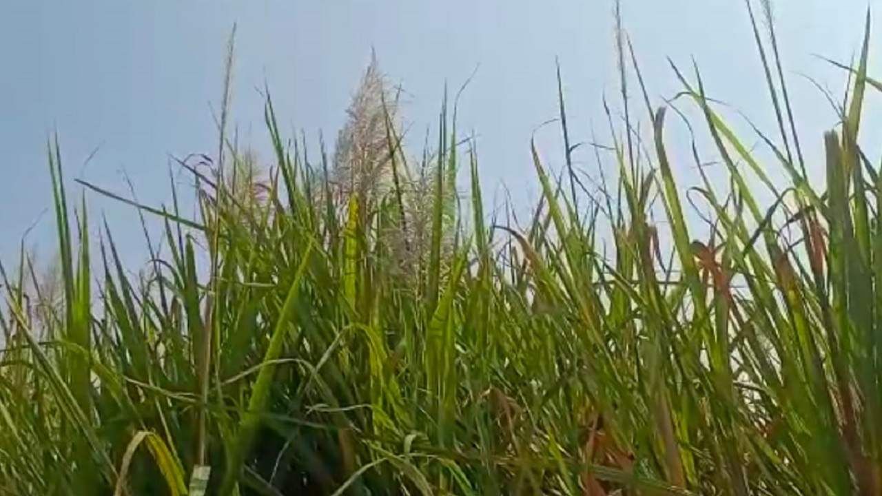 Excess Sugarcane: आता शिल्लक उसाला अनुदान..! राज्य सरकारची घोषणा शेतकऱ्यांना प्रतीक्षा अंमलबजावणीची