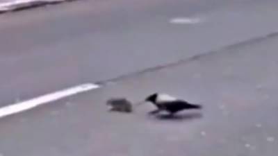 ...आणि अशाप्रकारे कावळ्यानं वाचवला उंदराचा जीव! लोक म्हणतायत, मैत्री असावी तर अशी...