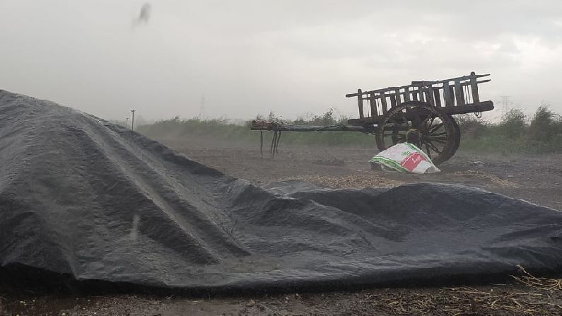 Soybean Damage : सोयाबीन पिकलं अन् शेतातच कुजलं, हे सर्व रस्त्याअभावी लातुरात घडलं..! Soybean Damage : सोयाबीन पिकलं अन् शेतातच कुजलं, हे सर्व रस्त्याअभावी लातुरात घडलं..!