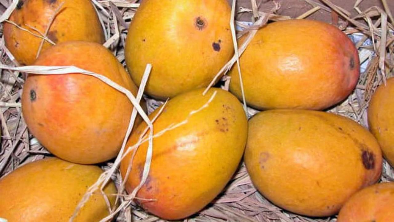 Pune hapus mangos : देवगड हापूसच्या नावाखाली कर्नाटकातल्या आंब्यांची विक्री, कृषी उत्पन्न बाजार समितीनं जप्त केल्या 42 पेट्या