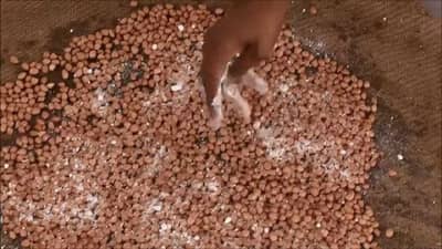 Seed Processing : बीजप्रक्रिया पेरणीपूर्वीची महत्वाची क्रिया, काय आहेत फायदे?