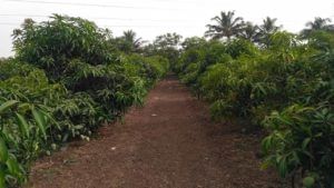 Mango cultivation : आंबा लागवडीच्या योग्य नियोजनाने होईल उत्पादनात दुप्पट वाढ, जाणून घ्या सर्वकाही