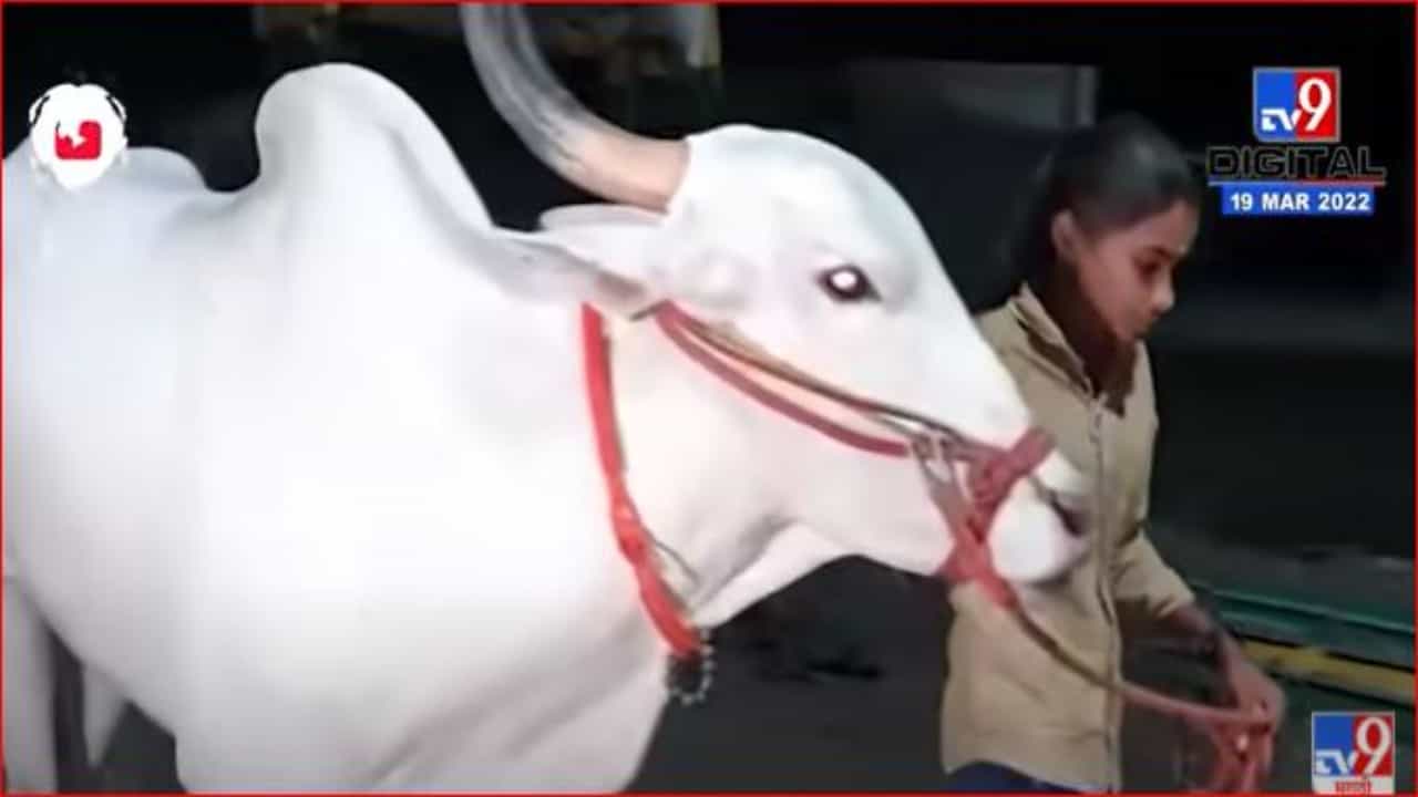 शाब्बास गं रणरागिणी! उधळणाऱ्या बैलाला तरुणीनं केलं शांत, व्हिडीओ व्हायरल