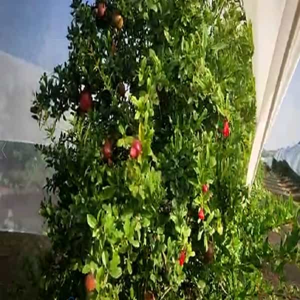 वाढत्या तापमानात डाळिंब पीक वाचण्यासाठी मालेगावच्या तरुण शेतकऱ्याचा अनोखा प्रयोग