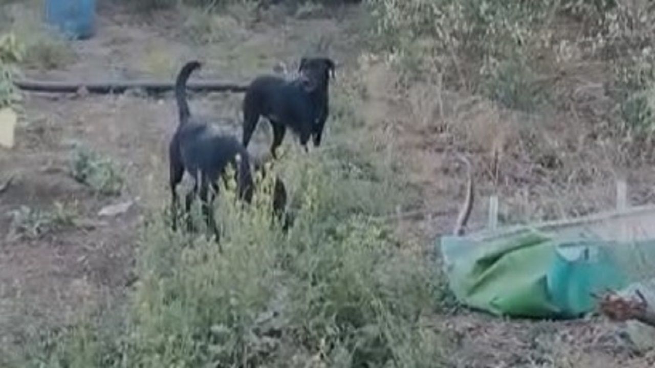 Video - Akola | शेतात कुत्र्यांचा नागाशी सामना होतो तेव्हा..! नागाने काढला फणा, कुत्रे भुंकले, अखेर नागाने बदलला मार्ग