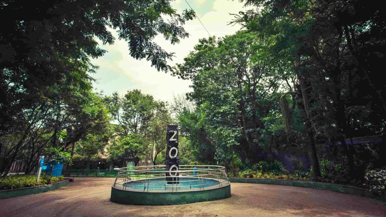 Pune : पर्यटकांची प्रतीक्षा अखेर संपली, नव्या पाहुण्यांसह Rajiv Gandhi Zoological Park उद्यापासून होणार खुलं!