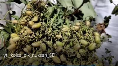 YAVATMAL मध्ये खाणीतील धुळीने पीक काळवंडली, शेतकरी चिंतेत; आंदोलनाचा इशारा