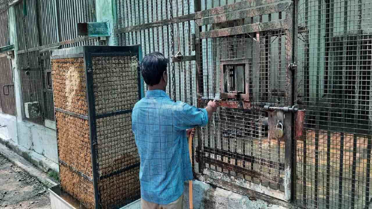 Heat Wave | विदर्भात उष्णतेची लाट, उन्हाची झळ प्राण्यांनाही, महाराजबागेत प्राण्यांसाठी लागले कुलर्स