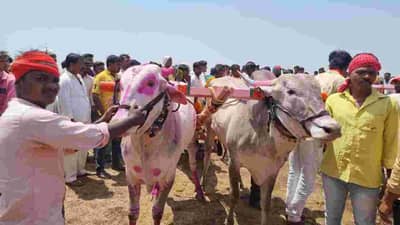 Osmanabad | मराठावाड्यात ऐतिहासिक बैलगाडा शर्यत, सर्जा-राजांचा थरार, उस्मानाबादेत उत्साह,  28 संघांचा समावेश