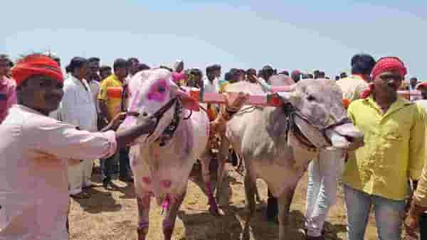 Osmanabad | मराठावाड्यात ऐतिहासिक बैलगाडा शर्यत, सर्जा-राजांचा थरार, उस्मानाबादेत उत्साह, 28 संघांचा समावेश