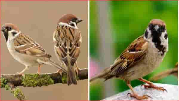 World Sparrow Day : चिमण्यांची घटती संख्या पर्यावरणासाठी धोकादायक