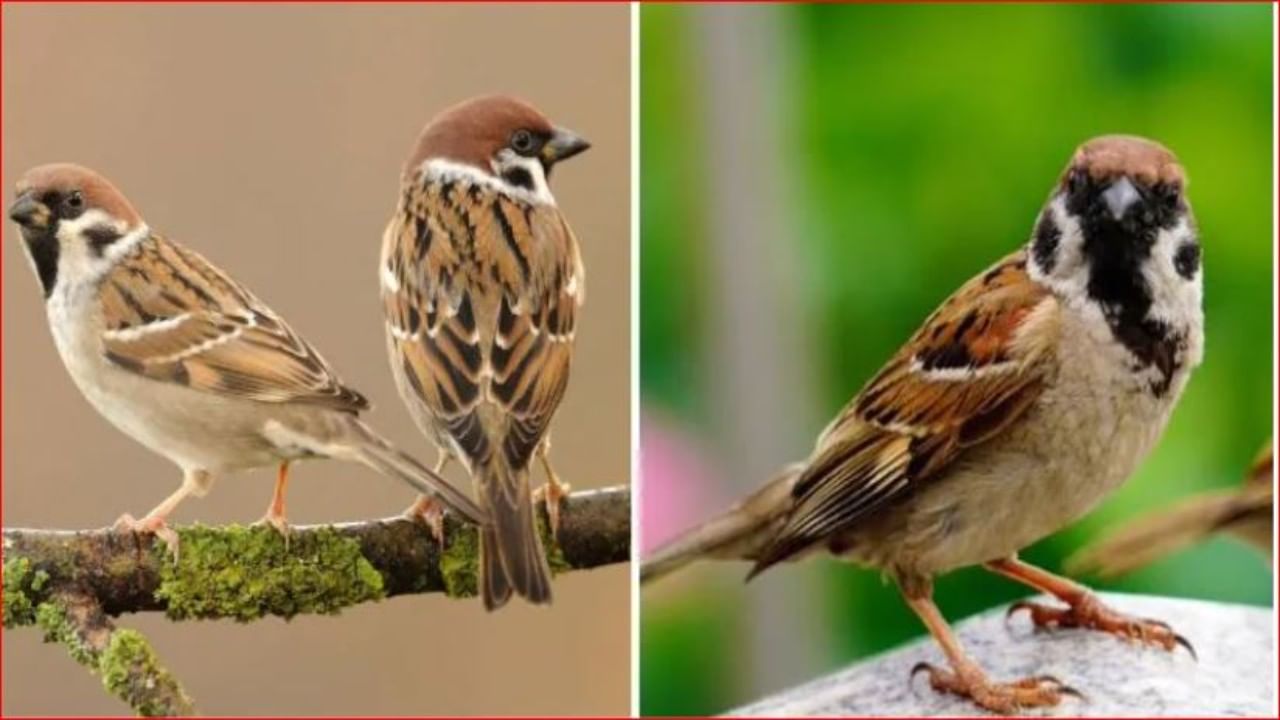World Sparrow Day : चिमण्यांची घटती संख्या पर्यावरणासाठी धोकादायक
