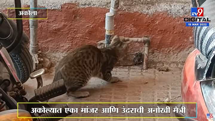 Akola | Tom and Jerryची अनोखी मैत्री, मांजर आणि उंदराचा 'हा' Video viral Akola | Tom and Jerryची अनोखी मैत्री, मांजर आणि उंदराचा 'हा' Video viral