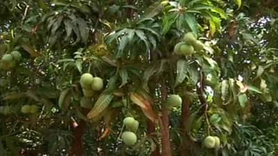 Mango : अवकाळीनंतर वाढीव तापमानाचा धोका, उन्हामुळे भाजलेल्या आंब्याचे होते तरी काय ?