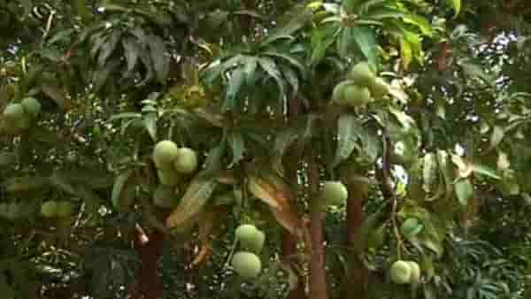 Mango : अवकाळीनंतर वाढीव तापमानाचा धोका, उन्हामुळे भाजलेल्या आंब्याचे होते तरी काय ?
