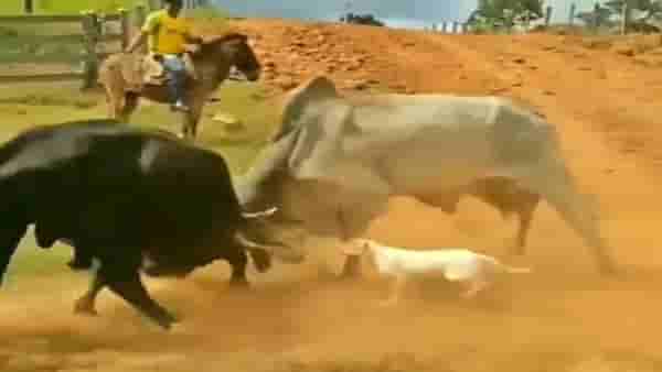 बैलांचं गँगवॉर सुरू असताना अचानक येतो कुत्रा, पाहा पुढे काय होतं? Video viral