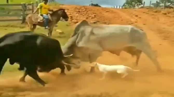 बैलांचं गँगवॉर सुरू असताना अचानक येतो कुत्रा, पाहा पुढे काय होतं? Video viral