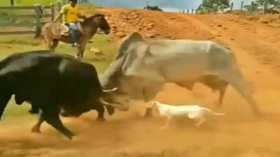 बैलांचं गँगवॉर सुरू असताना अचानक येतो कुत्रा, पाहा पुढे काय होतं? Video viral
