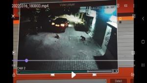 Mumbai Dog Murder : इथं माणूसकी मेली, पाळीव कुत्र्यांवर गाडी घातली, गुन्हा दाखल, घटनेचे पुरावे CCTV मध्ये कैद
