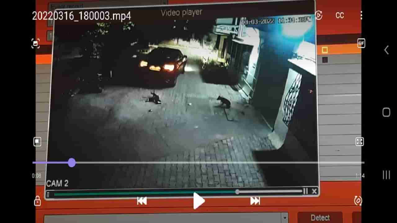 Mumbai Dog Murder : इथं माणूसकी मेली, पाळीव कुत्र्यांवर गाडी घातली, गुन्हा दाखल, घटनेचे पुरावे CCTV मध्ये कैद