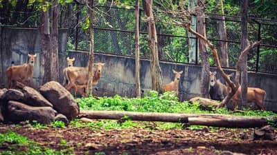 Video : पर्यटकांनी फुलली कात्रजची बाग; पहिल्यात दिवशी Rajiv Gandhi Zoological Parkमध्ये पुणेकरांची गर्दी