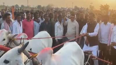Video - नागपुरातल्या दहेगावात बैलांचा शंकरपट, आमदार टेकचंद सावरकर यांनी हाकलला शेकडा