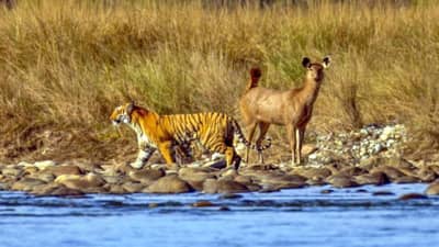 शिकार करायची विसरला की काय वाघ? Viral झालेला Photo पाहून लोक बुचकळ्यात!