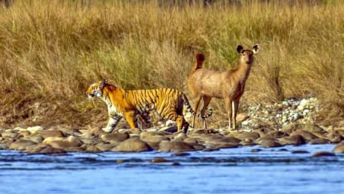 शिकार करायची विसरला की काय वाघ? Viral झालेला Photo पाहून लोक बुचकळ्यात!
