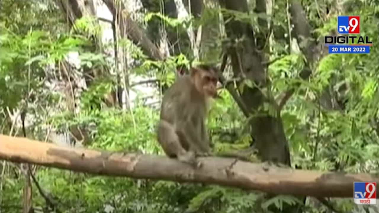 VIDEO : पुण्यातील Rajiv Gandhi Zoological Park आजपासून सुरु
