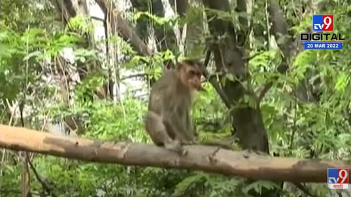 VIDEO : पुण्यातील Rajiv Gandhi Zoological Park आजपासून सुरु VIDEO : पुण्यातील Rajiv Gandhi Zoological Park आजपासून सुरु