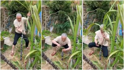 आगळावेगळा Jugaad करून शेतातून चोरला ऊस, पण कॅमेऱ्यात मात्र झाला कैद! Video viral