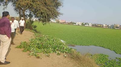 चिंताळा तलावातील Water Lotus ने वाढवली मत्स्य व्यवसायिकांची चिंता, तलावाला पाणवनस्पतीचे अच्छादन